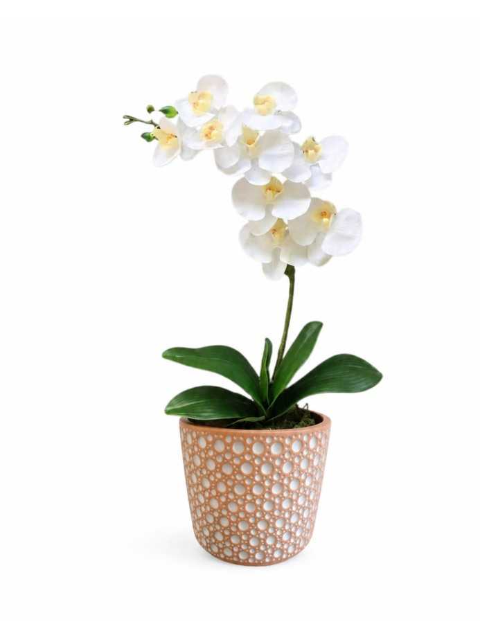 Planta de Orquidea en macetero