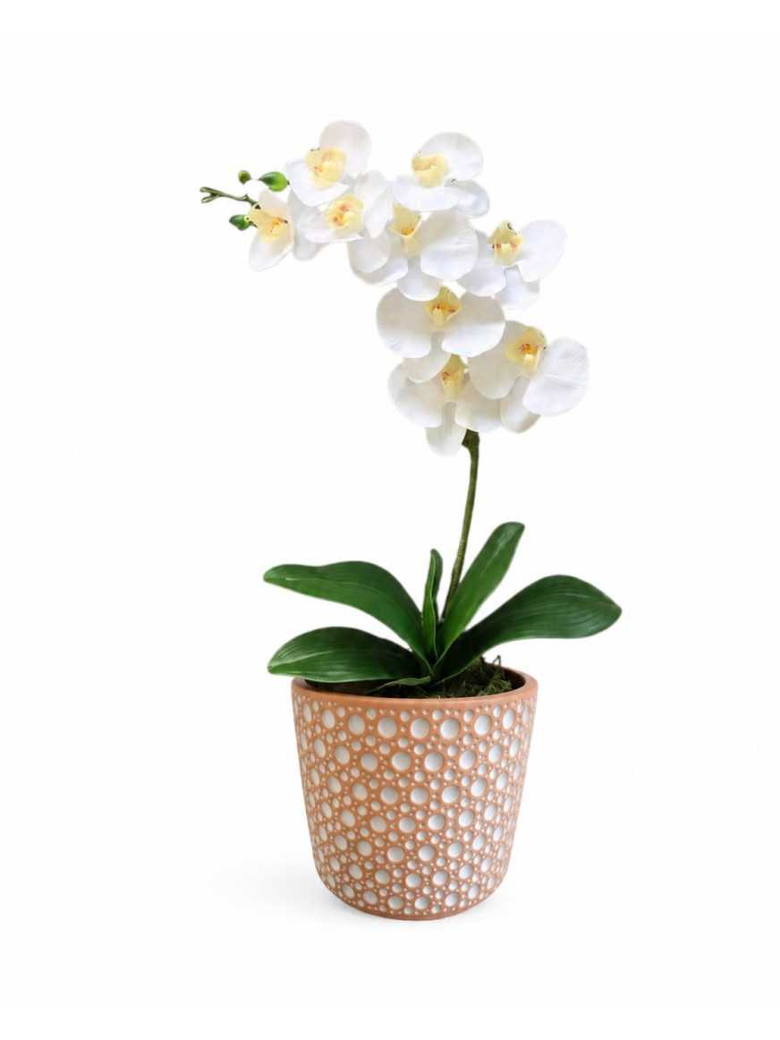 Planta de Orquidea en macetero