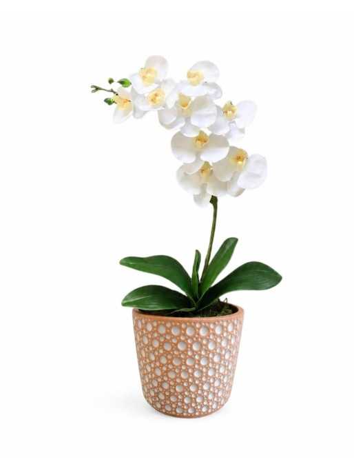 Planta de Orquidea en macetero