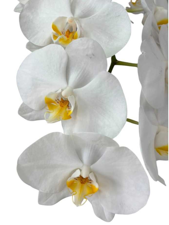 Planta de Orquidea en macetero 2