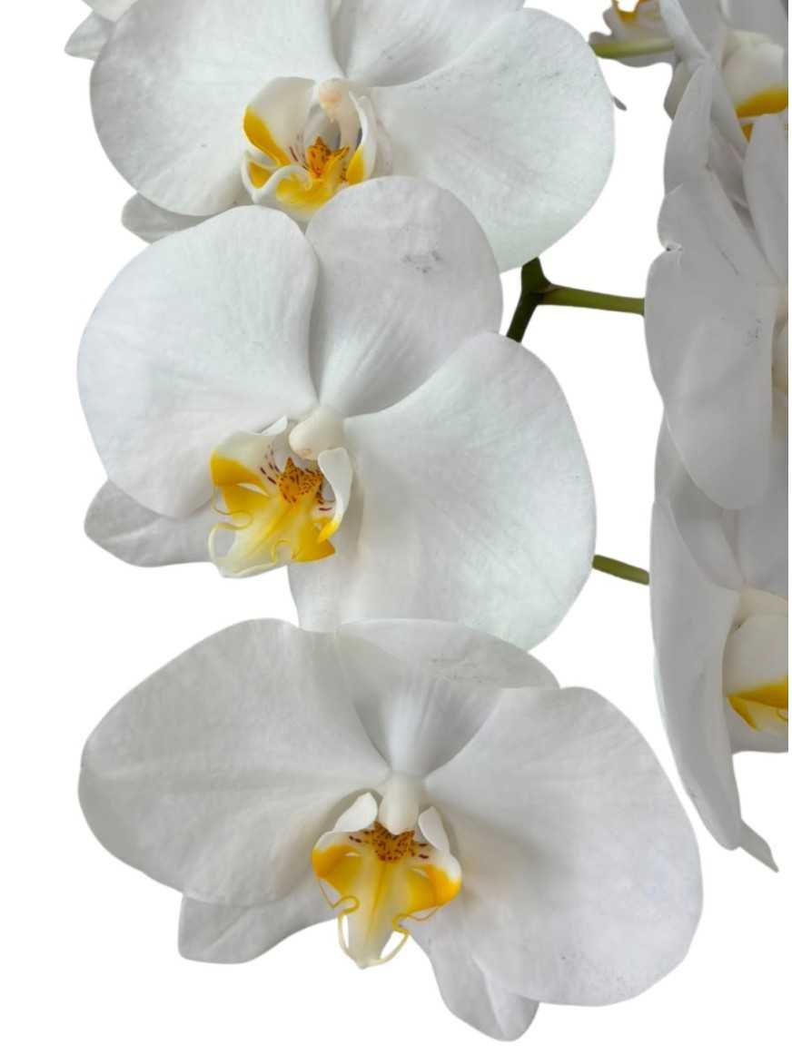 Planta de Orquidea en macetero