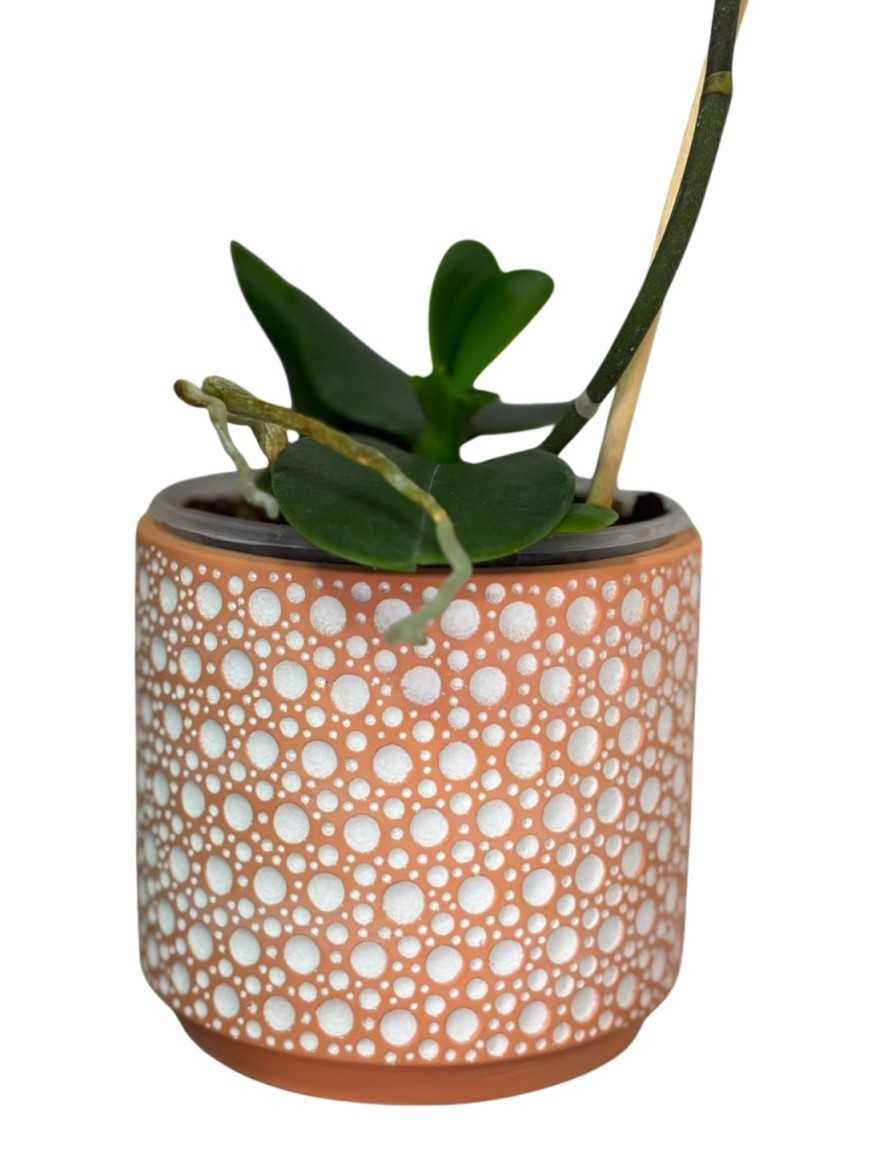 Planta de Orquidea en macetero