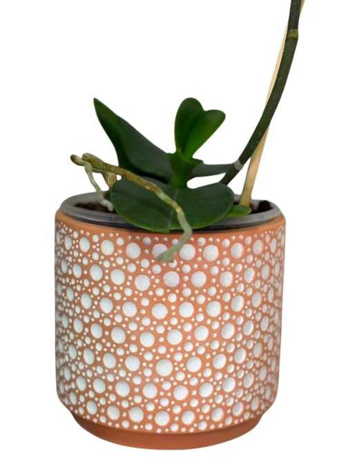 Planta de Orquidea en macetero