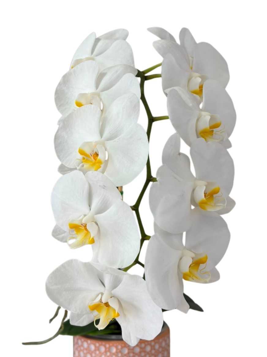 Planta de Orquidea en macetero