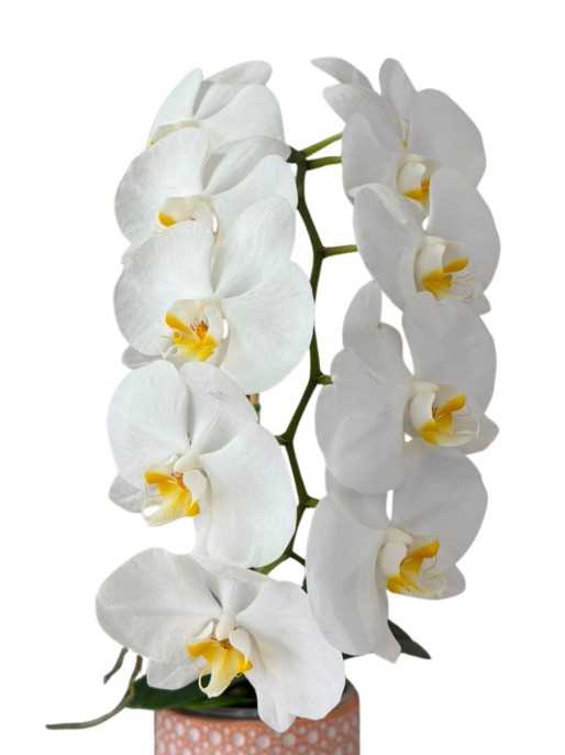 Planta de Orquidea en macetero